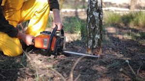 Professional Tree Services in Northwoods, MO