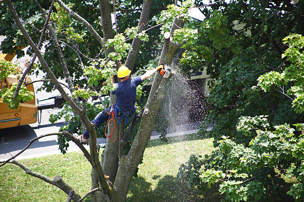 How Our Tree Care Process Works  in  Northwoods, MO